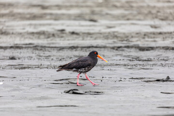 A Variable Oystercatcher bird walks along a tidal flat searching for shellfish and worms in New Zealand. Karekare, Auckland, New Zealand