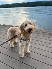 Adorable golden-colored mini goldendoodle puppy sitting on dock at a lake during summer looking over the water. Perfect for pet lifestyle, travel, or wellness themes