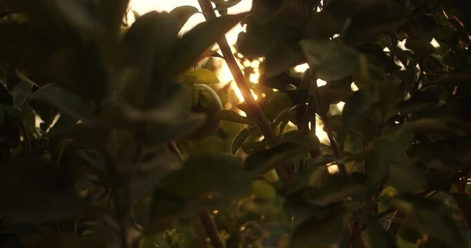 Citrus pomelo fruit ripening on tree close up, green fruit. 4K. Pomelo fruit, Looking up at the sun through dense citrus trees with ripe fruit.