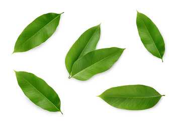 Tropical leaves collection isolated on white background. Top view