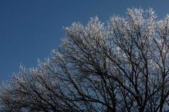 Ice on trees with winter blue sky 