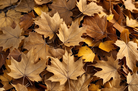 A close-up of a pile of dry autumn leaves in warm brown and golden tones, showcasing the textures of fall.