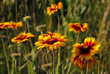 beautiful flowers gaillardia close up

