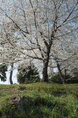 桜