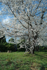 桜