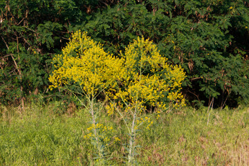wild yellow flowers galium in nature

