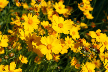 yellow coreopsis flowers in the garden

