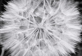 dandelion close up black and white

