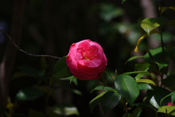 椿camellia