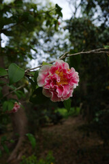 椿camellia