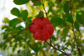 椿camellia