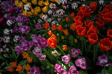 Flowering Tulips at the Tulip Festival around Mount Vernon, WA