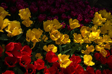 Flowering Tulips at the Tulip Festival around Mount Vernon, WA