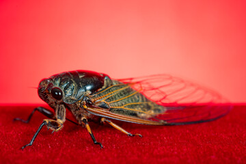 a cicada on a red background