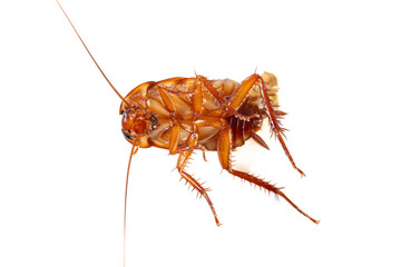 top view dying cockroach with its belly burst open and rotating on a white background closeup