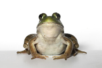 Adult green frog (Rana clamitans / Lithobates clamitans) sitting upright and looking at the camera with its bulgy eyes. 