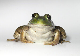 Adult green frog (Rana clamitans / Lithobates clamitans) hunched down and looking directly at the camera. 