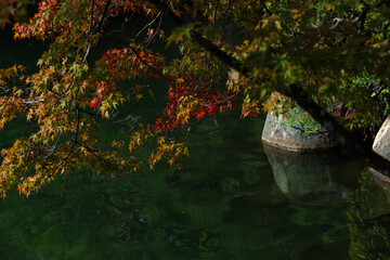 秋・池の上の紅葉