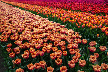 Flowering Tulips at the Tulip Festival around Mount Vernon, WA