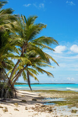 Beautiful coconut palms on the shore of the blue ocean. Tropical beach on the Caribbean Sea.