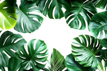 Lush green monstera leaves nature botanical art bright top-down view cut out on transparent background