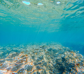 Fauna marina en la playa de la Renegá en benicassim