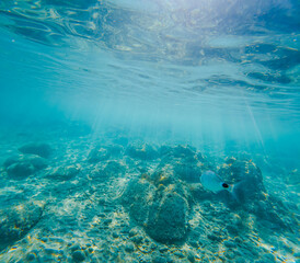 Fauna marina en la playa de la Renegá en benicassim