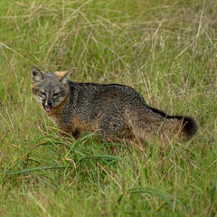 Channel Islands Fox Closes Eyes While Chewing Snack