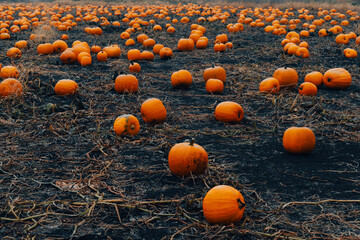 Pumpkin patch field. Halloween pumpkins on a farm. Organic vegetable farming in Autumn during Thanksgiving time. Harvest season