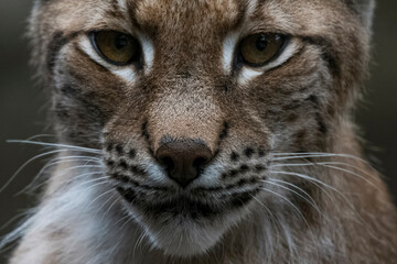 The Eurasian Lynx (Lynx lynx).