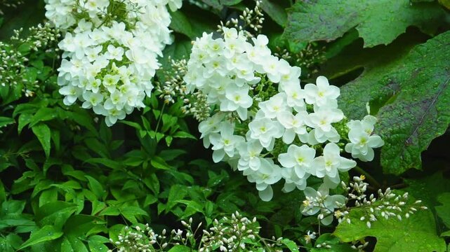 Slow motion of white oakleaf hydrangea in the rain with vivid green leaves (no sound)