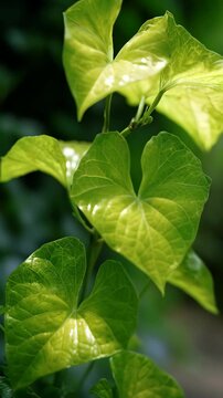 Close-up of vibrant green bindweed leaves climbing against a blurred, lush green background in natural light, highlighting texture and detail.