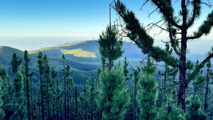 Obraz premium Absolutely Stunning Mountain Landscape Framed by a Dense Pine Forest in Natures Beauty