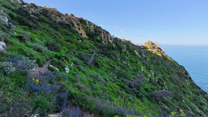 Fototapeta premium A Serene Coastal Pathway Meanders Through Lush Greenery, Offering Stunning Scenic Views