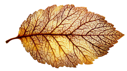 Autumn dried leaf isolated on transparent background, warm golden light, intricate veins visible