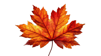 Autumn maple leaf isolated on transparent background, soft diffused light, warm orange and red tones, crisp sharp details