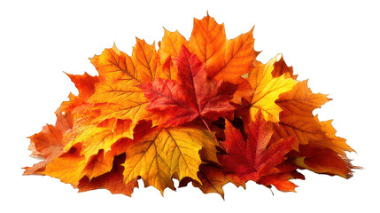 Autumn leaf pile isolated on transparent background, golden afternoon light, mixed warm color leaves