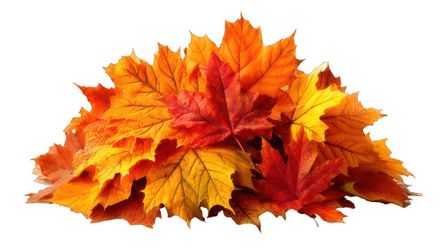 Autumn leaf pile isolated on transparent background, golden afternoon light, mixed warm color leaves - Powered by Adobe
