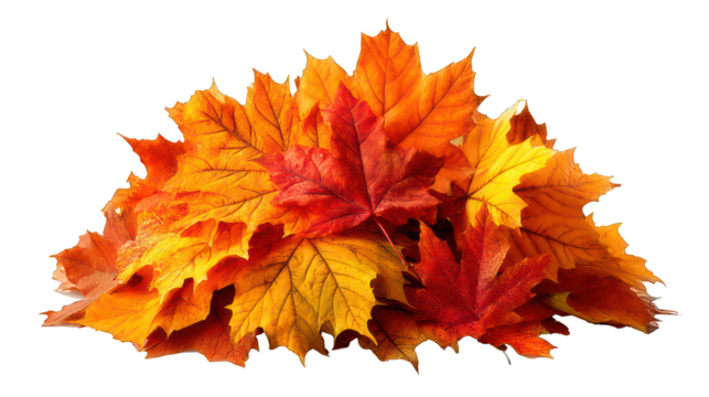 Autumn leaf pile isolated on transparent background, golden afternoon light, mixed warm color leaves