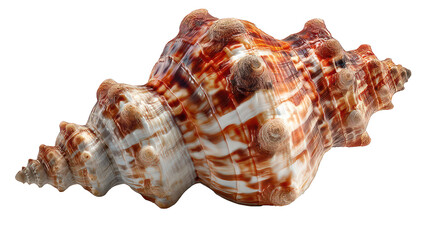 Obraz premium Beach seashell isolated on transparent background, afternoon sunlight, warm natural tones, realistic soft shadows