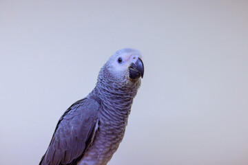 Gray parrot Psittacus Erithacus displays detailed feathers inquisitive demeanor while resting in calm indoor environment.