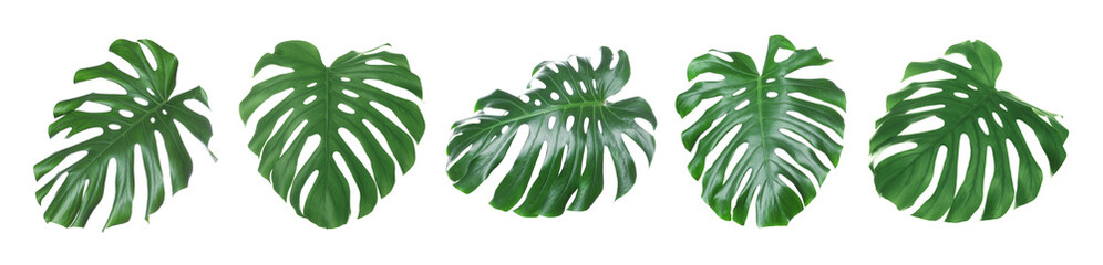 Green tropical leaves of monstera plant isolated on white, set © New Africa