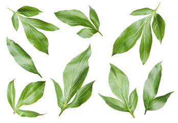 Green peony leaves isolated on white, set
