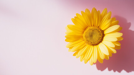 Obraz premium yellow gerber daisy