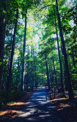 A moody view of sun rays shining through tall trees in the forest along a paved train at Crowder County Park in Apex, North Carolina USA. Blue color tone.