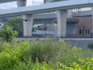 川の堤防を飛び回るツバメ