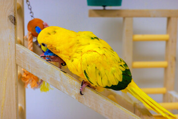 Bright yellow sun conure parrot with green accents interacts with toys on wooden structure in cozy...
