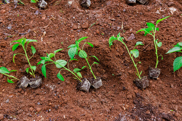 Pepper seedlings are carefully planted in fertile soil, healthy growth garden setting.