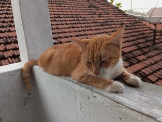 Picture of a Javanese cat on the wall.