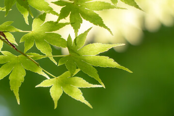 太陽に輝く青紅葉